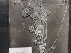 -大连自然博物馆