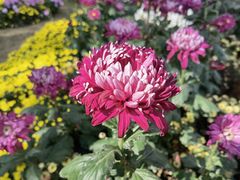 -上海共青森林公园