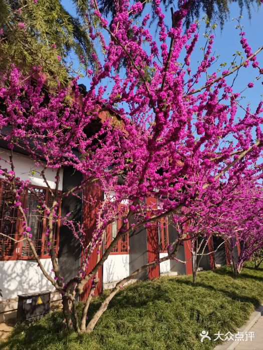 大慈恩寺(大雁塔)图片