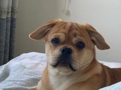 -艾贝尔宠物医院·狂犬免疫点(江山金象城店)