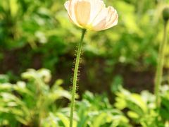 -厦门园林博览苑