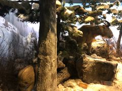 -陕西自然博物馆