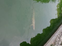 android_upload_pic-石家庄市动物园