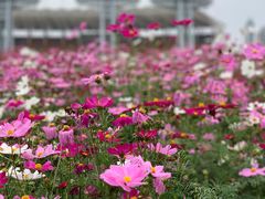 -海心沙亚运公园