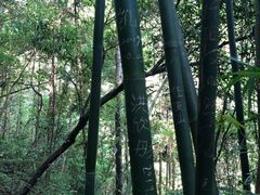 -花岩国家森林公园