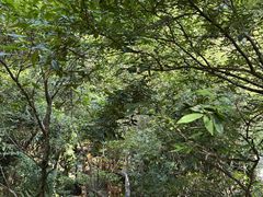 -霸王岭国家森林公园