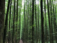 -山王坪喀斯特国家生态公园