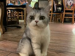 -more than meow吴止猫主题餐厅(承德 中船汇店)