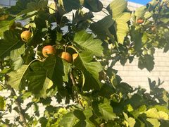 -星巴克(南通如皋文峰大世界店)