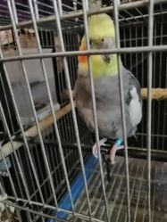-日月刺青工作室·高端纹身
