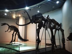 -烟台自然博物馆