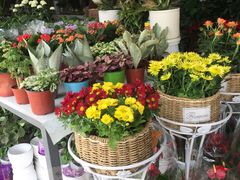 -秦美花卉(天朗·莱茵小城2期店)