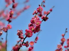 -梅花山(明孝陵内)
