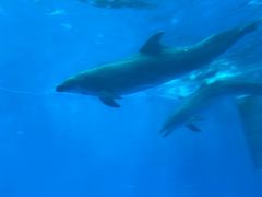 -海合安成都极地海洋公园