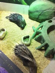 -未来动物城主题公园(正弘城店)