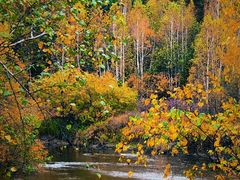 -五营红松林海景区