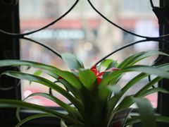 -红房子西菜馆(淮海中路店)