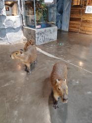 -Zoolung Zoolung动物主题公园(海信广场店)