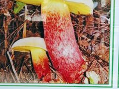 -菌之家·专业纯野生菌火锅·特色炒菌