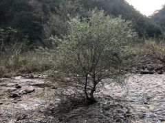 -楠溪江风景名胜区