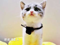 -70cat德文卷毛猫·缅因猫纯种猫舍
