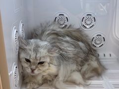 -FAELING PETS美天灵宠物(合生汇店)