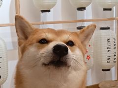 -柴迷FANS CLUB·柴犬狗咖·猫咖