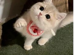 -小猫来了·猫舍(红山六九七九店)