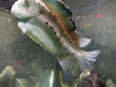 -瑞普利水族馆