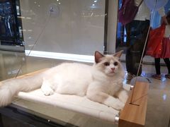-momokira米努特·德文卷毛猫·棉花面纱犬