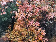 -香山公园