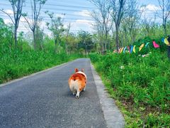 -广富林郊野公园