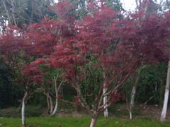 -艾溪湖湿地公园