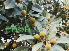 -洋湖国家湿地公园
