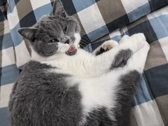 -瑞派名望24h动物医院异宠专科·猫专科·骨科·重症监护分院