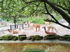 -贵州森林野生动物园