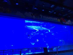 -烟台海昌鲸鲨海洋公园