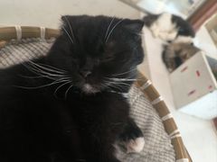 -共舞时光猫咖·狗咖(新街口店)