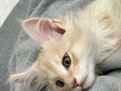 -瑞鹏宠物医院·宠保定点·心脏科·内科(御桥分院)