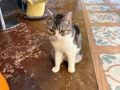 -猫猫幼稚园·撸猫·桌游·电玩