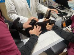 -艾贝尔宠物医院 ·中兽医·宠保定点(北门桥店)