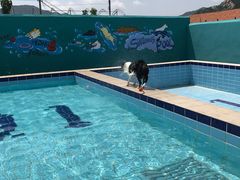 -趣玩宠物乐园寄养训犬训狗游泳池