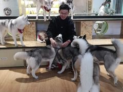 -Husky Go! 哈士奇体验馆·宠物咖啡厅狗咖