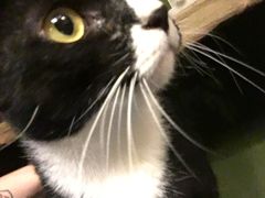 -猫猫幼稚园·撸猫·桌游·电玩