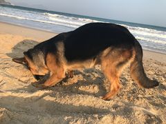 -西涌国际滨海旅游区