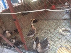 -鱼窝棚柴火铁锅炖(富山屯店)