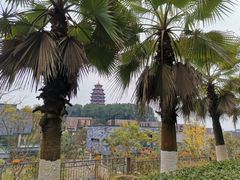 -铁山坪森林公园