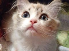 -Bastet sally猫舍购宠(静安店)