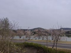 -羊山湖公园