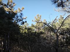 -北京西山国家森林公园